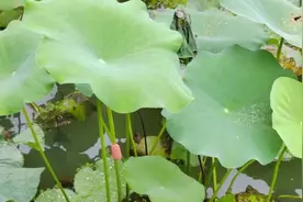 别碰！别吃！寄生虫多达6000条图片