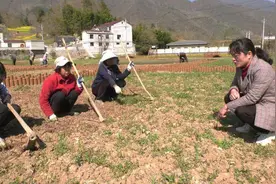 保康：这里的黄花菜没凉，却“热”了！图片