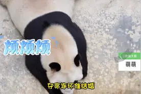 【视频】萌翻了！熊猫界新春相亲局，三胞胎“大姐姐”萌萌被“催婚”图片