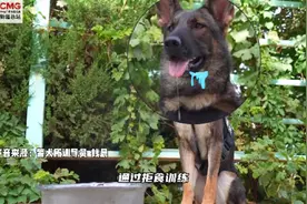 警犬被火腿肠怼脸口水直流为何不吃？为保体型和工作效率，一天只吃一餐图片