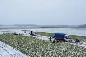 网友：只有老人种地，怎么办？ 河南扶沟：你看这招行不行？图片