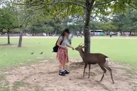 新闻多一度丨再现奈良鹿伤人，在国外看到这些“萌物”千万别招惹图片