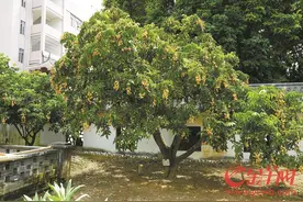 云浮郁南无核黄皮：“小水果”做出“大产业”图片