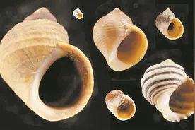 从卵生到胎生用了10万年 解开海洋蜗牛繁殖进化的基因之谜图片