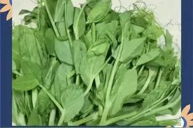冬至后必吃的“神仙菜”，懂行的抢着吃！清胃火提高免疫力，特鲜爽，没肉也吃得香图片
