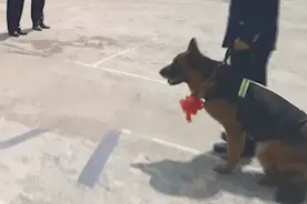 退役警犬去世，训导员雨中哽咽告别……图片
