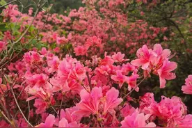 春游江淮请您来｜最美四月上春山，杜鹃岭满映山红图片