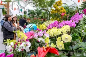 全国十大名城年宵花进京展销  可线上领取专属消费补贴图片