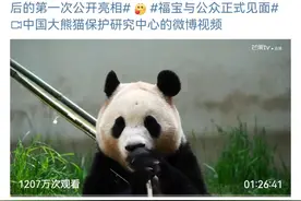 萌熊登场！“福宝”正式与公众见面，这份看“福”攻略请查收图片