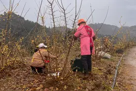 又到蜡梅盛开时 何时赏梅梅更香？如何养花更长久你知道吗图片