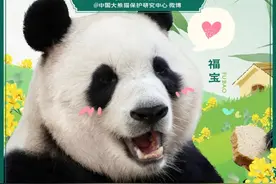 大熊猫“福宝”将于6月12日在卧龙神树坪基地与公众见面图片