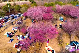 组图｜梅花满枝头，玉湖公园等你来打卡图片