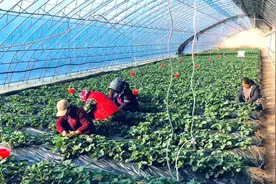 【县域突破正当时】小草莓结成“致富果”，孕育“莓”好希望图片