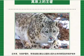 高原上的王者——雪豹图片