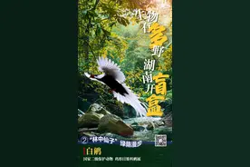 海报 | 生物有“多”野 湖南开“盲盒”②：白鹇图片