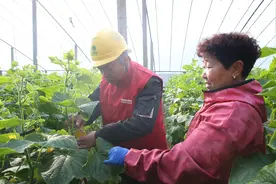 国网博爱县供电公司：温室大棚用上“蔬”心电图片