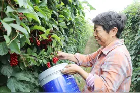 【2024海城“丰收画卷”】岔沟镇： “红玛瑙”迎来丰收季 “北纬40度 海城质造”亮出特色名片图片