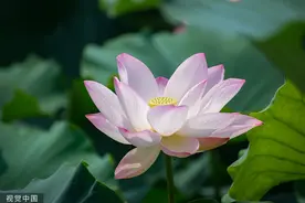 临沂：七月荷花开 美景入画来图片
