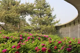 北京世园公园进入牡丹盛放期，牡丹文化节将持续至5月中旬图片
