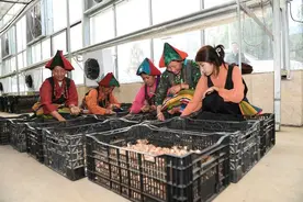 援藏情深 藏红花绽放新希望图片
