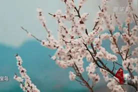 千城百县看中国｜河北秦皇岛：古长城旁杏花开图片