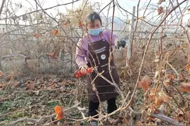 五河县头铺镇：冬季葡萄修剪忙助农增收有保障图片