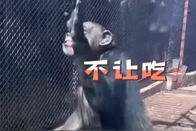 大猩猩隔着玻璃比划“谢谢，吃不了”：它真的在用手语说‘谢谢’吗图片