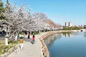 这条“樱花大道”，才是天门春日的“浪漫顶流”!图片