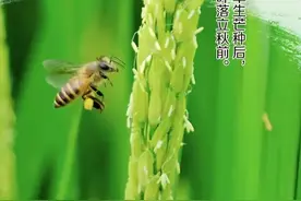 二十四节气丨今日芒种图片