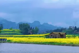 美如油画！走，到璧山打卡8000亩金色花海图片