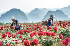 云南丘北：玫瑰盛开 花农采摘忙图片