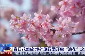 空中赏樱、雨中看油菜花……境外旅行团开启“追花”之旅图片