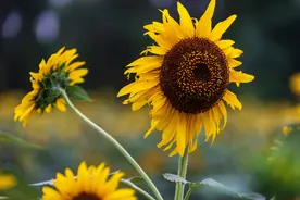 北京奥林匹克森林公园向日葵竞相绽放图片