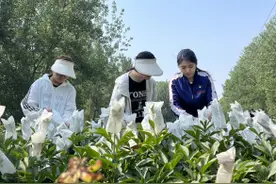 菏泽学院牡丹芍药新品种培育  助力花卉产业发展图片