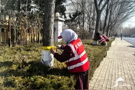 滨州：春季养护 防虫“金腰带”上线图片