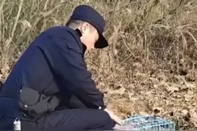 “国保”红隼撞上宠物医院玻璃 宣城警民救助图片