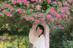 镇安：暮春初夏蔷薇开 绣屏花海迎客来图片