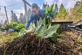 百里杜鹃大田村：毛慈菇种植促增收图片