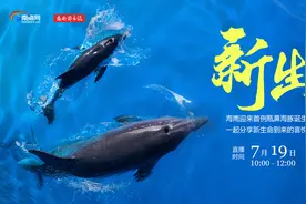 直播预告丨给小海豚送祝福！19日10时来陵水邂逅新生瓶鼻海豚图片