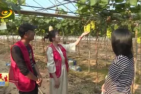 大沟葡萄“甜蜜”上市图片