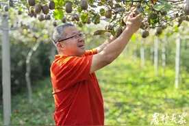 霜降时节果满园，猕猴桃挂果期为何能延长1个多月？图片