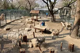 00后女孩剑桥毕业去动物园做饲养员，是大材小用吗图片