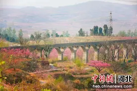 河北满城区：赏花经济升温 “颜值”变“产值”图片