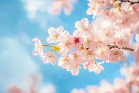 浪漫预警！露台咖啡、萌宠盲盒……乔山文化樱花季活动3月8日惊喜上线图片