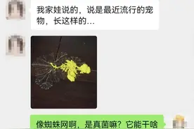 养黏菌当宠物火了，对身体有害吗？图片