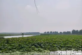 散文|湖畔记忆、鱼塘图片