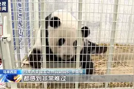 旅马大熊猫“谊谊”和“升谊”回国 马来西亚民众不舍送别图片