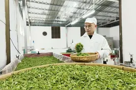 鹤峰走马：春茶飘香加工忙图片