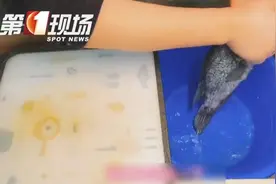 广东男子一个动作，“手肿成几倍大”，提醒：处理海鲜时最好戴上手套图片