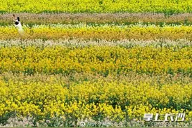 快来打卡！长沙这片彩色油菜花太美了图片